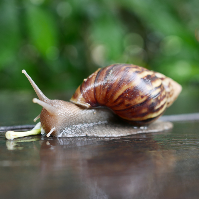 Fresh Jumbo Snails (6 pieces)
