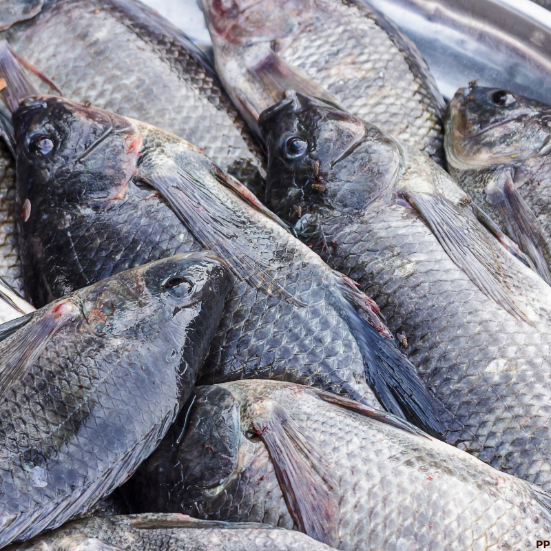 Fresh Tilapia Fish (3 pieces)